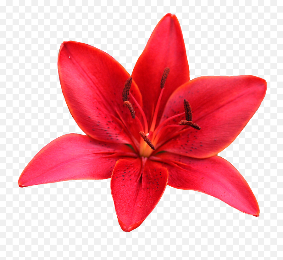Lily Flower Red Sharpened Sticker - Lily Flower Images Free Download Emoji,Lily Flower Emoji
