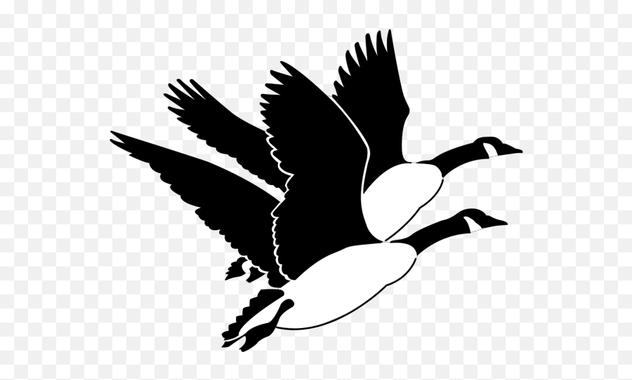 Free Canadian Geese Geese Images - Canada Geese Clipart Emoji,Canadian Goose Emoticon