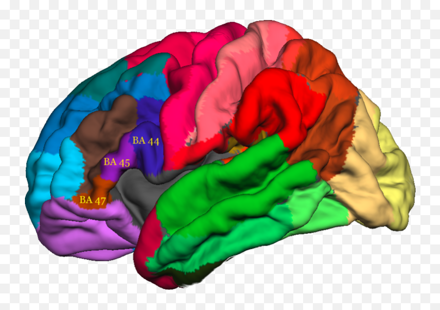 The Complexity Of The Frontal Lobes - For Adult Emoji,Frontal Lobe Emotion