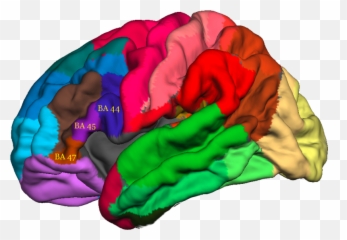 The Complexity Of The Frontal Lobes - For Adult Emoji,Frontal Lobe Emotion