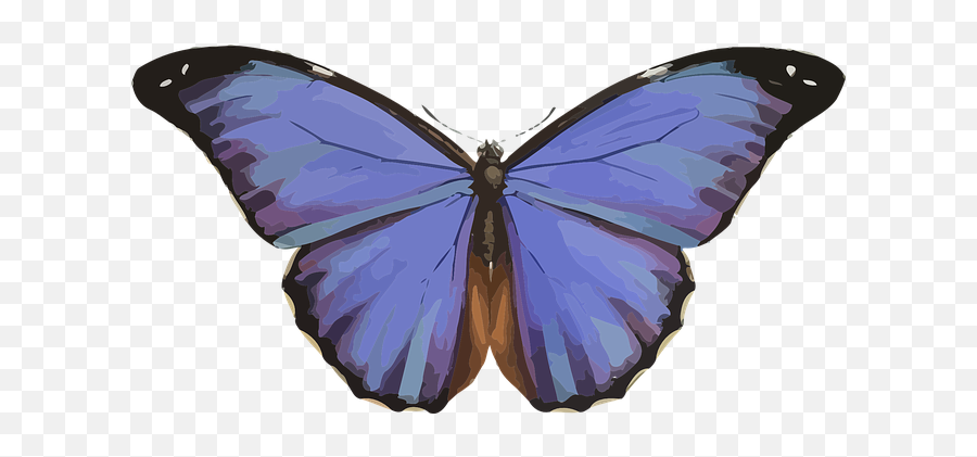 60 Free Blue Morpho Butterfly U0026 Butterfly Images Emoji,What Does Butterfly Mean Emoji