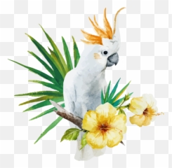 Amy Lim - White Parrot Illustration Emoji,Cockatiel Emotions