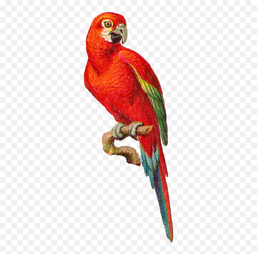 Free Bird Graphic Download Free Clip Art Free Clip Art On - Parrot Bird Clipart Emoji,Parrot Emoticon