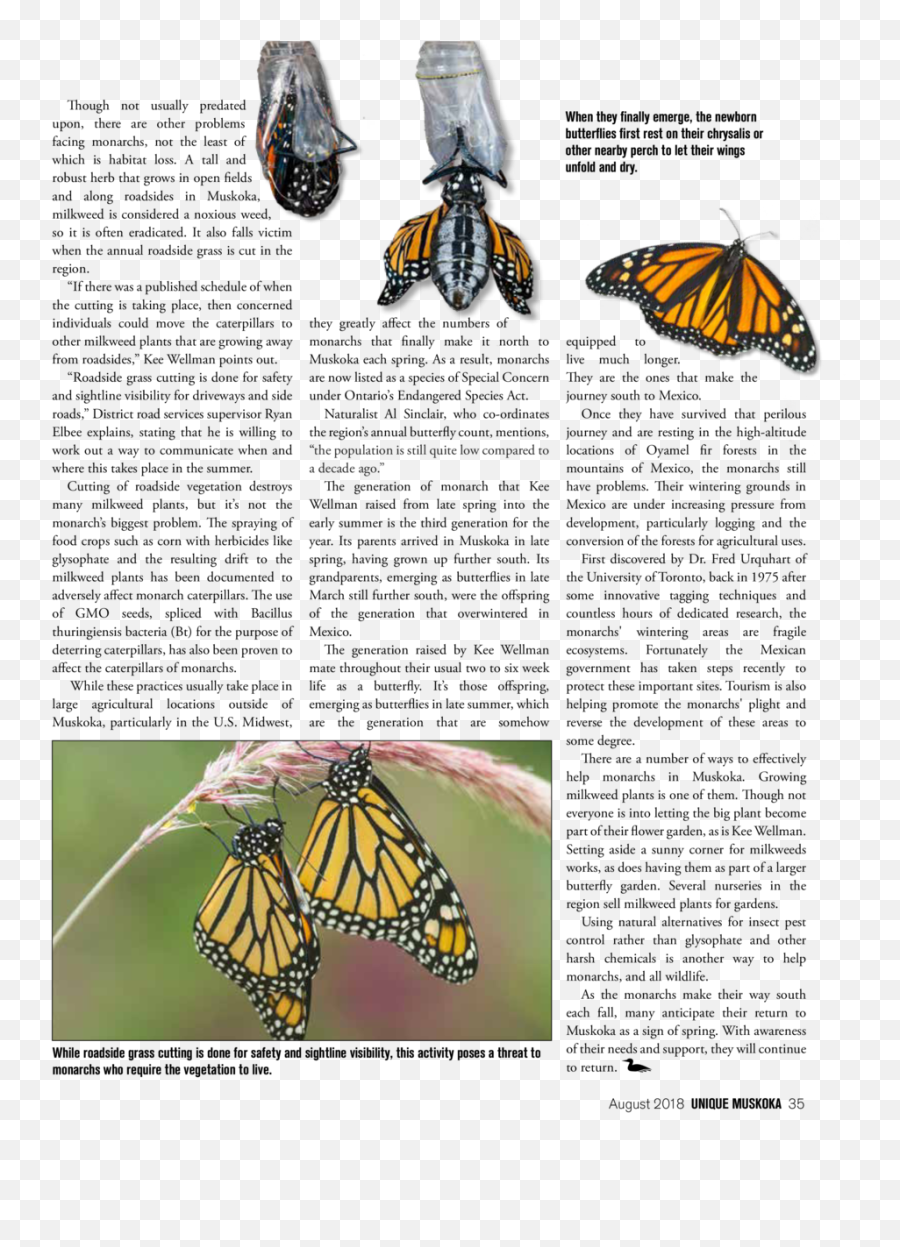 August 2018 Issue 13 - Monarch Butterfly Emoji,Emotion Butterflies For Sale