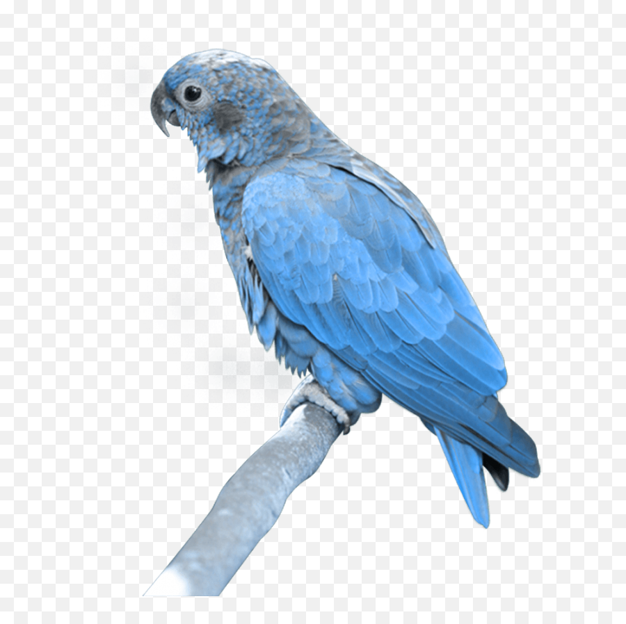 Exit Symbol Green Pnglib U2013 Free Png Library - Blue Parrots Png Emoji,Sitting Monkey Emoji
