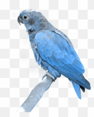 Exit Symbol Green Pnglib U2013 Free Png Library - Blue Parrots Png Emoji,Sitting Monkey Emoji