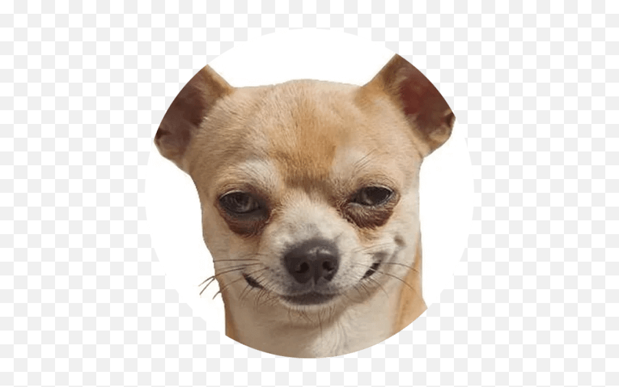 Cute Dog Stickers Whatsapp - Funny Dog Sticker Emoji,Chihuahua Emoji