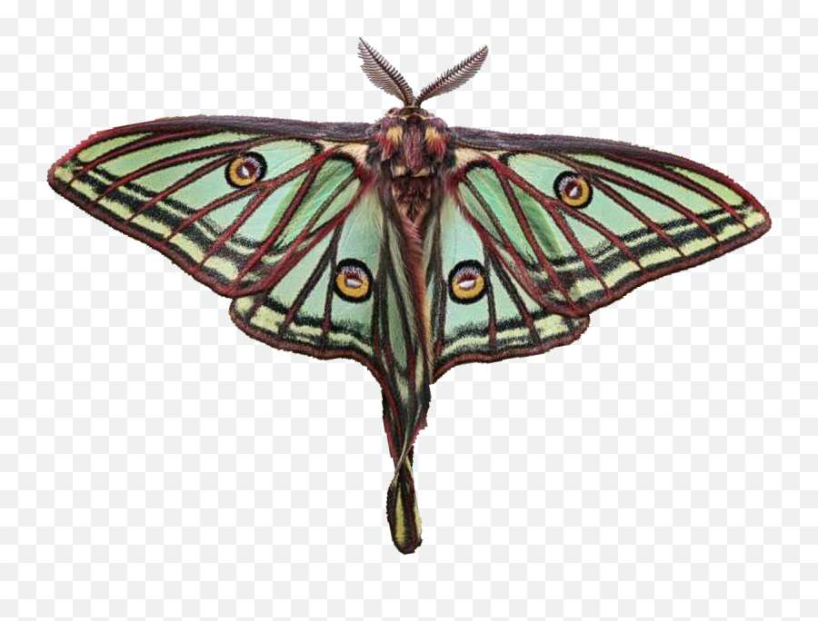 Moth Things - Silkmoths Emoji,Can Luna Moths Feel Emotions