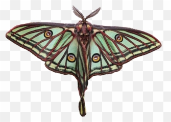 Moth Things - Silkmoths Emoji,Can Luna Moths Feel Emotions