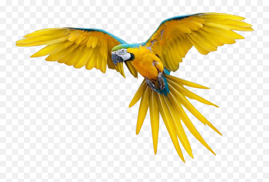 Free Transparent Bird Png Download - Colorful Flying Birds Png Emoji,Parrot Emoji