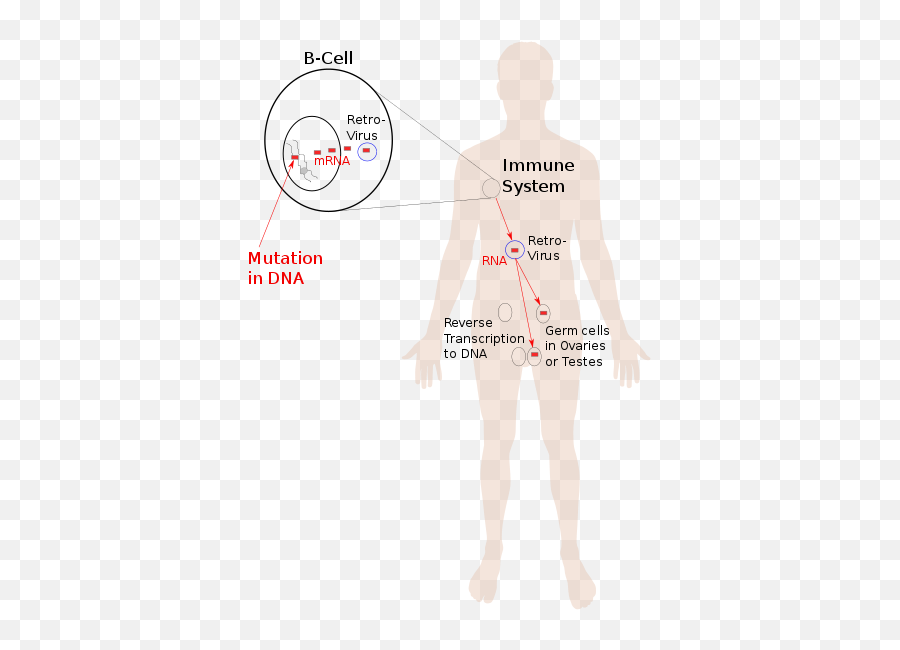 Lamarckism - Wikiafripedia Emoji,The Cannon-baird Theory Of Emotion.