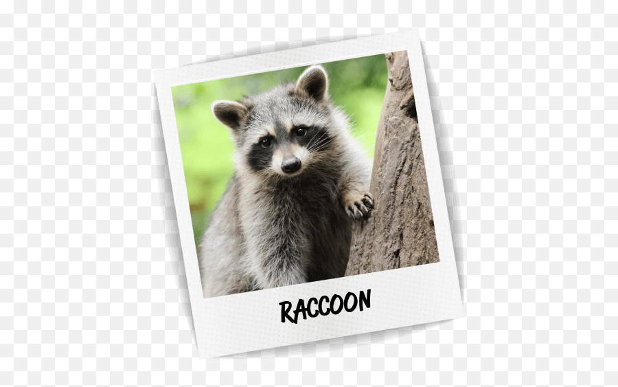 Raccoons Png Images Transparent Background Png Play Emoji,Raccoon Expression Emojis