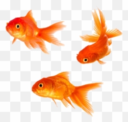 Goldfish Png Image Png Arts Emoji,Gold Fidsh Emoji