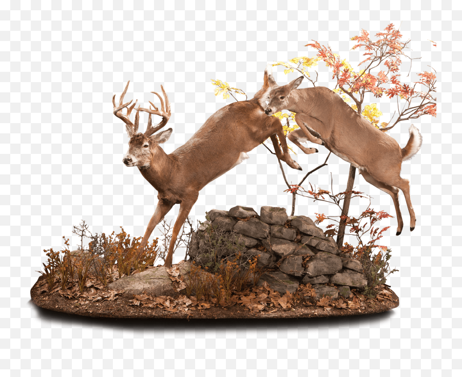 Whitetail Wt143 Our Work Kanati Studio Emoji,Autmn Emoji