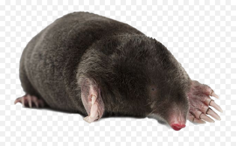 Mole Sticker - Moles Png Emoji,Mole Emoji