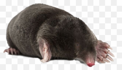 Mole Sticker - Moles Png Emoji,Mole Emoji