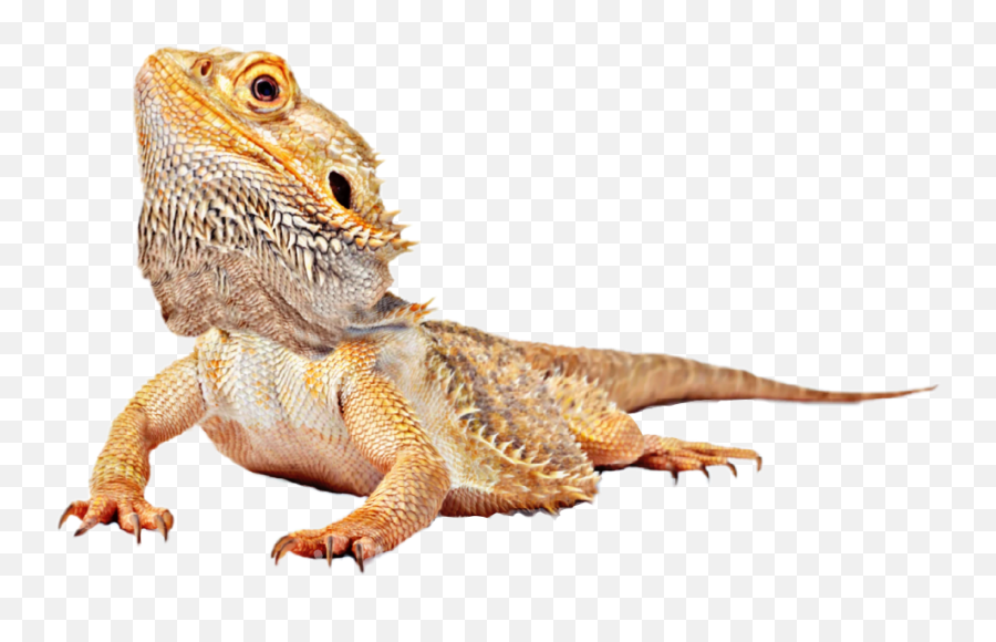 Popular And Trending - Central Bearded Dragon Emoji,Lizard Emoticon