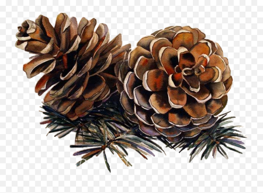 Pinecone Challenge Sticker - Christmas Pine Cone Watercolor Emoji,Pine Cone Emoji