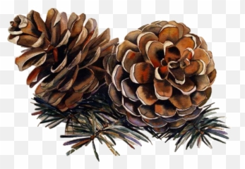 Pinecone Challenge Sticker - Christmas Pine Cone Watercolor Emoji,Pine Cone Emoji