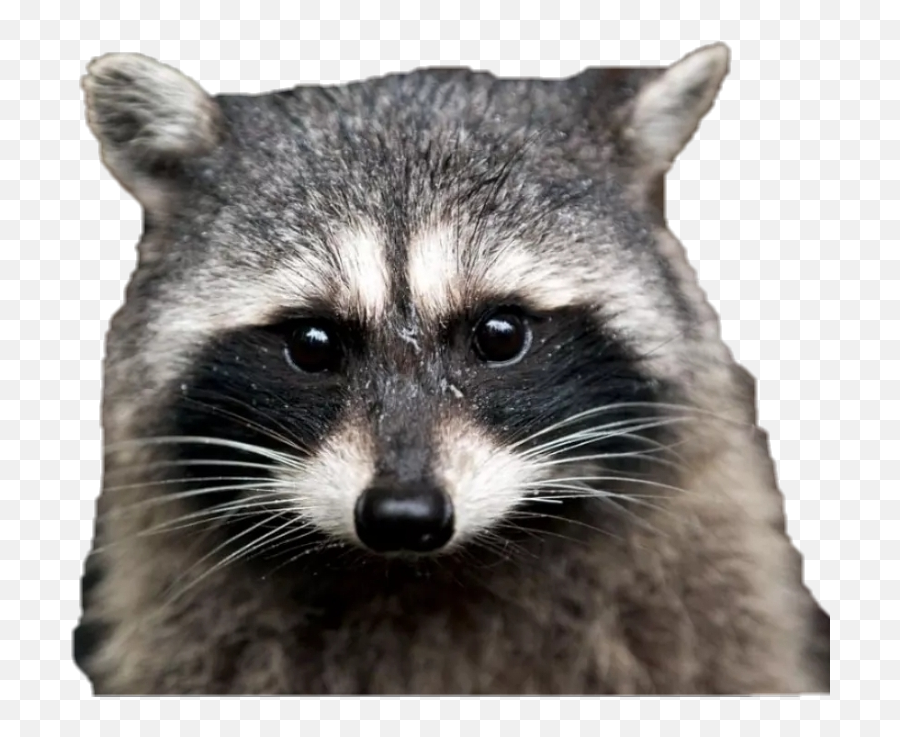 Raccoon Sticker - Raccoon Emoji,Raccoon Youtube Emoji