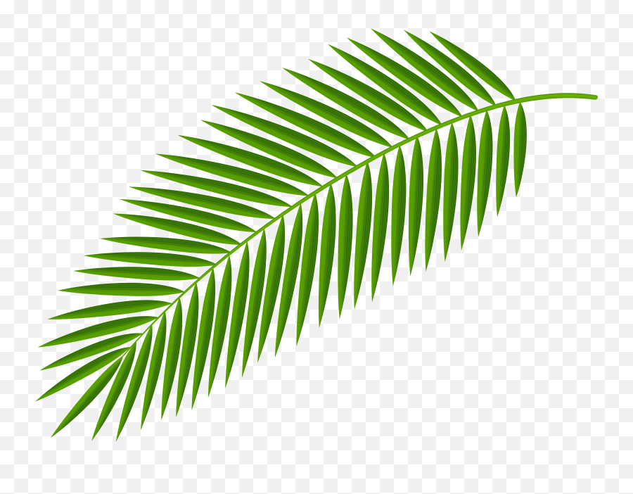 Download Hd Drawn Palm Tree Leaf - Palm Leaf Transparent Background Emoji,Leaf Emoji Png
