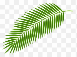 Download Hd Drawn Palm Tree Leaf - Palm Leaf Transparent Background Emoji,Leaf Emoji Png
