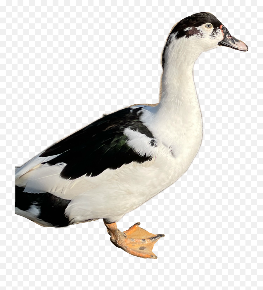 The Most Edited - Domestic Duck Emoji,Stupid Duck Emoji