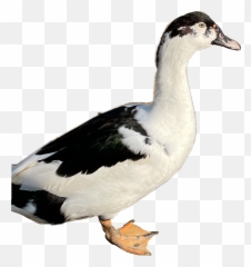 The Most Edited - Domestic Duck Emoji,Stupid Duck Emoji