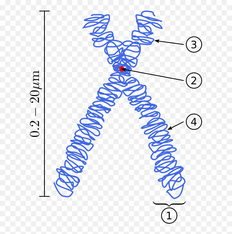 Dna Genes And Genetic Inheritance - Scientist Cindy Parts Of The Chromosome Emoji,Emoticon Dna Strand