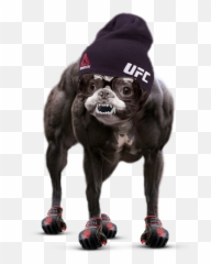 Sherdog Forums - Mma Dog Emoji,Khabib Emotion