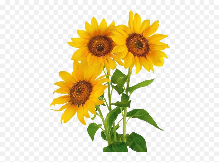 Stock Photography Common Sunflower Vase - Three Sunflower Emoji,Facebook Sunflower Emoticons