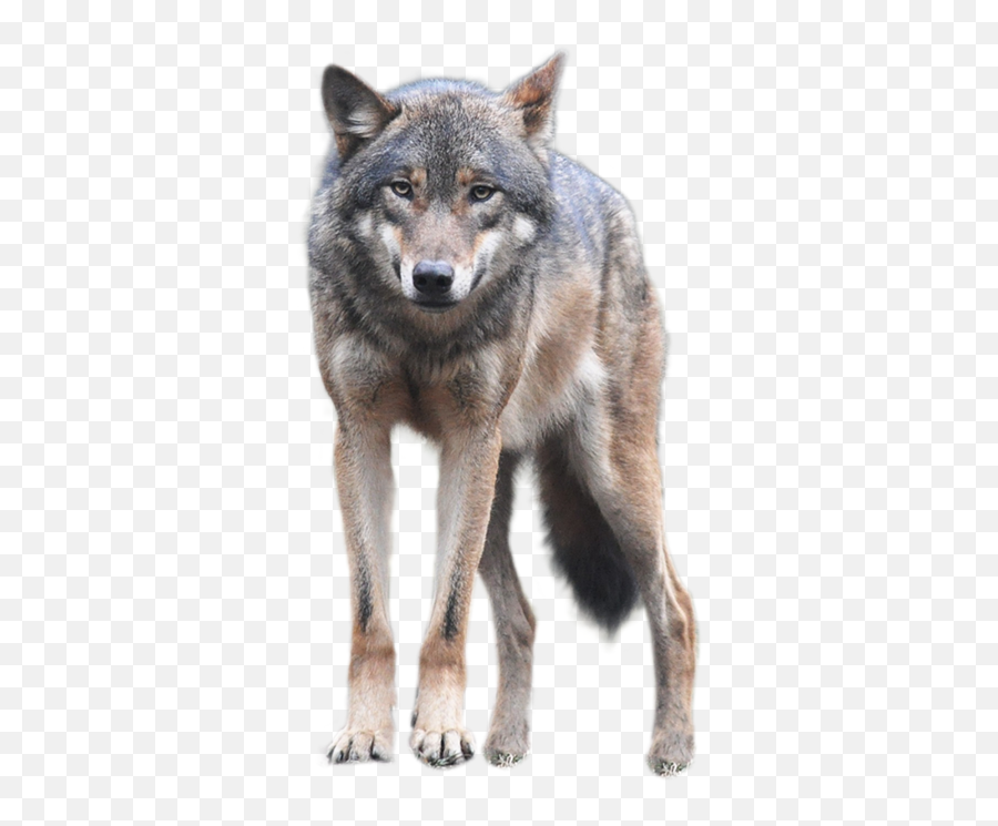 Front View Wolf Transparent Png Images - Transparent Wolf Png Emoji,Devianart Emojis