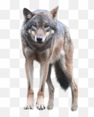 Front View Wolf Transparent Png Images - Transparent Wolf Png Emoji,Devianart Emojis