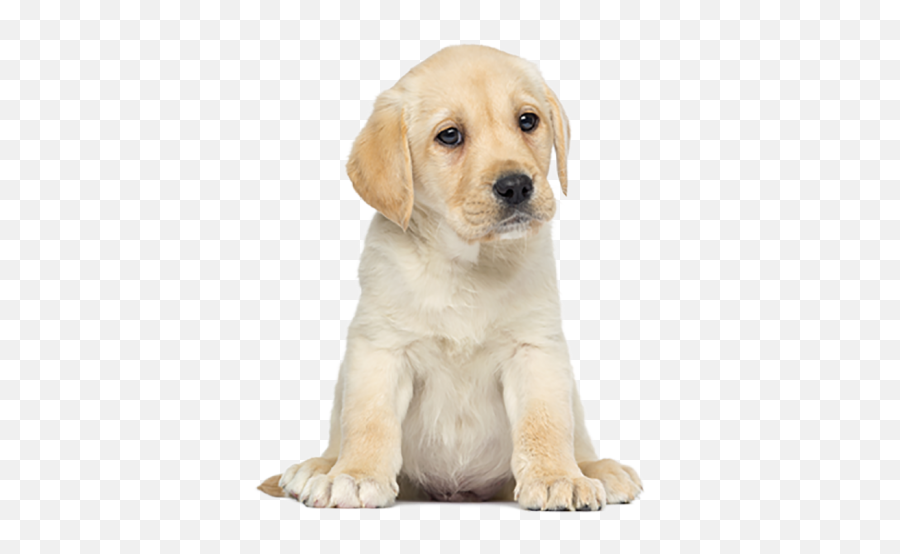 Labrador Retriever Puppy Baby Png Emoji,Emoji Puppy Chocolate Lab