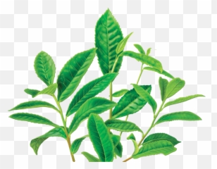 Clipart Leaves Green Tea Leaf - Alvita Organic Green Tea Transparent Green Tea Clipart Emoji,Herb Emoji