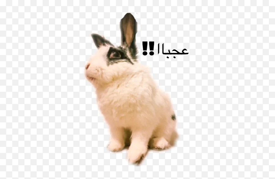 Tini Khargooshe By Tini Shirini Bunny - Sticker Maker For Emoji,Pictures Of Rabbit Emojis