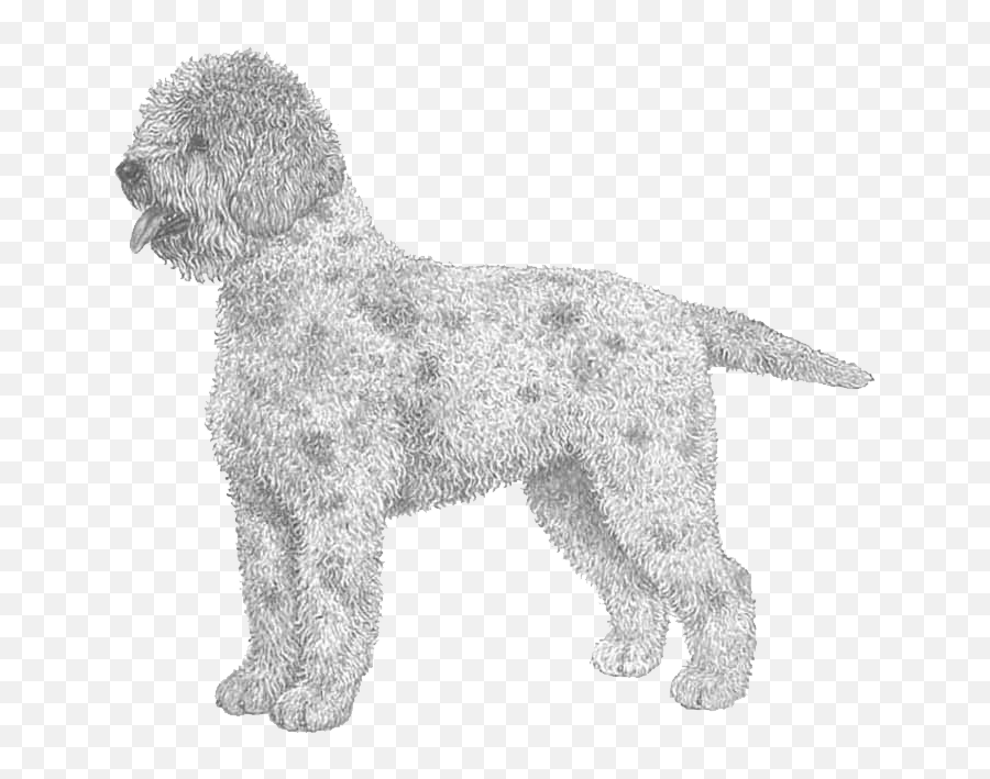 Lagotto Romagnolo - Pedigree Breeds Dogwellnet Emoji,Copy Paate Poodle Emoji