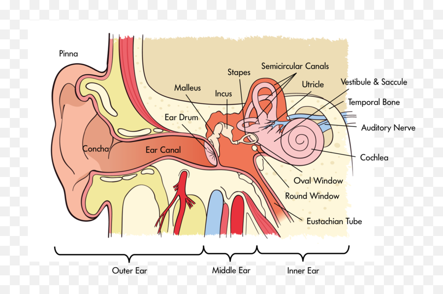 Sensation And Perception Noba - Auditory System Emoji,Emotion Color Synesthesia