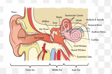 Sensation And Perception Noba - Auditory System Emoji,Emotion Color Synesthesia