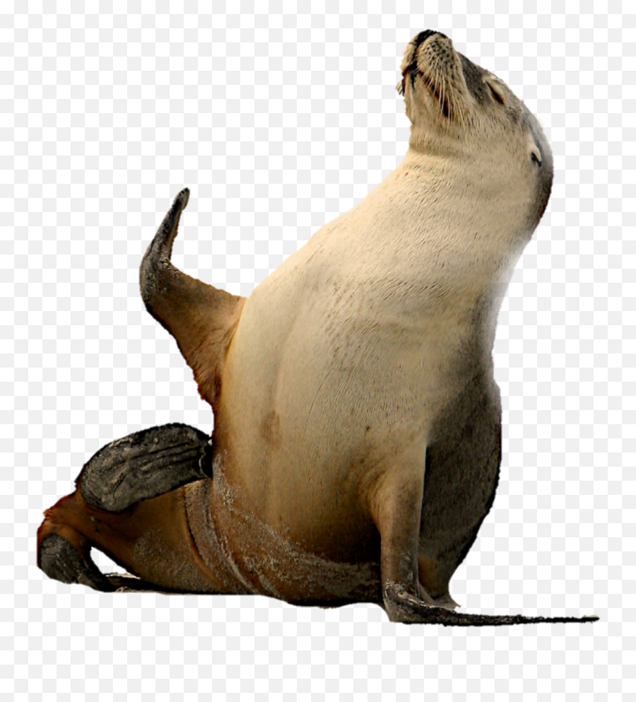 Seal Sealife Animal Sticker - California Sea Lion Emoji,Sea Lion Emoji