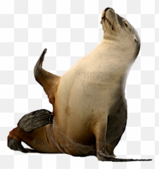Seal Sealife Animal Sticker - California Sea Lion Emoji,Sea Lion Emoji