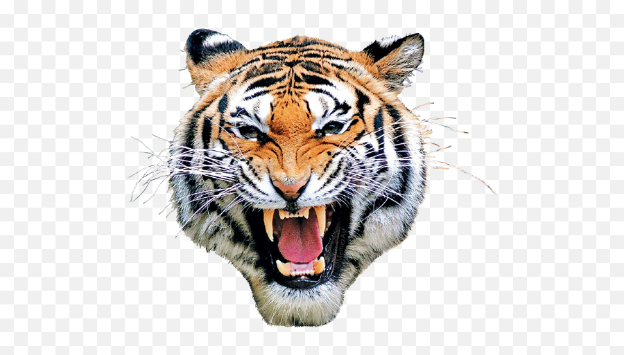 Tiger Mask Head Eyes Animal Sticker By Supremeasf - Tiger Face Expressions Emoji,Tiger Face Emoji