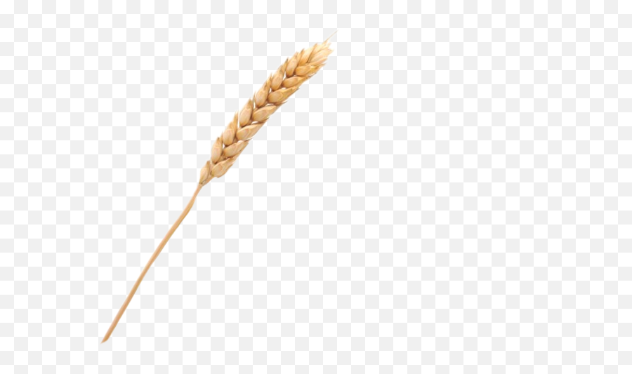 Wheat Grain Sticker - Khorasan Wheat Emoji,Grain Emoji