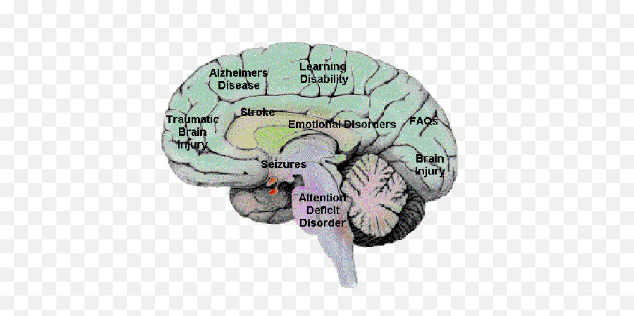 Attention - Deficit Hyperactivity Disorder Asb Ap Psychology Brain Disorder Emoji,Ap Psych Theories Of Emotion