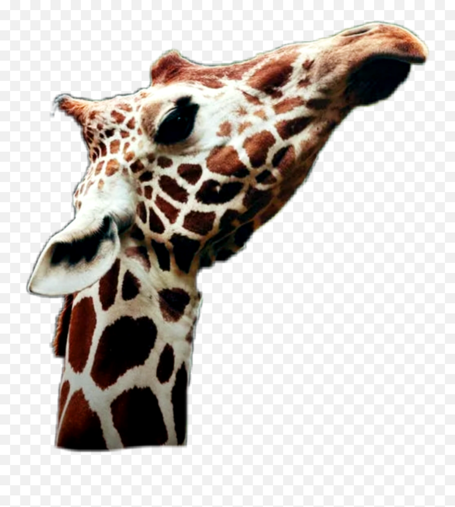 Sticker - Tablet Computer Emoji,Giraffe Emoji