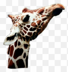 Sticker - Tablet Computer Emoji,Giraffe Emoji