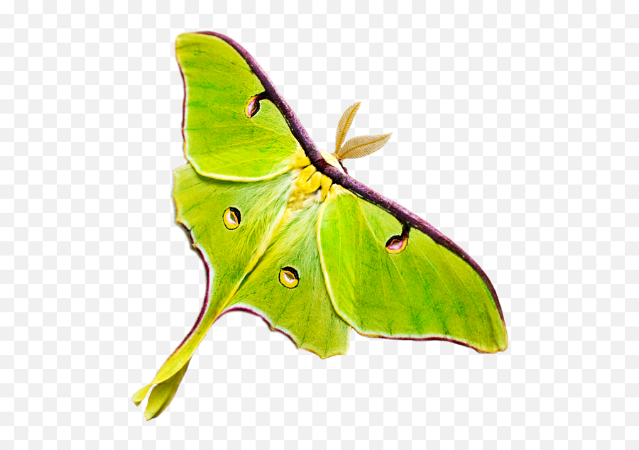 Luna Moth Ringer T - Luna Moth Emoji,Can Luna Moths Feel Emotions