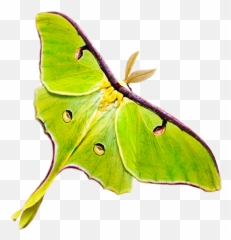 Luna Moth Ringer T - Luna Moth Emoji,Can Luna Moths Feel Emotions