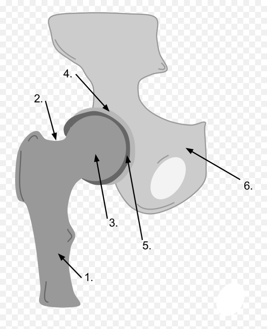 Ball Socket Joint - Easy Diagram Of Ball And Socket Joint Emoji,Tinkercad Emojis