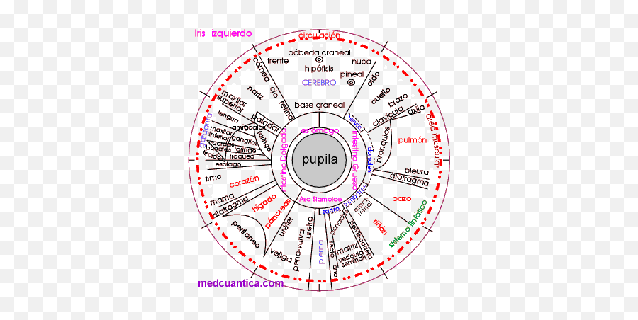 29 Ideas De Iridologia Iriologia Iris Ojo Homeopatía - Organos En El Ojo Emoji,Charts Irridology Reflexology Emotions